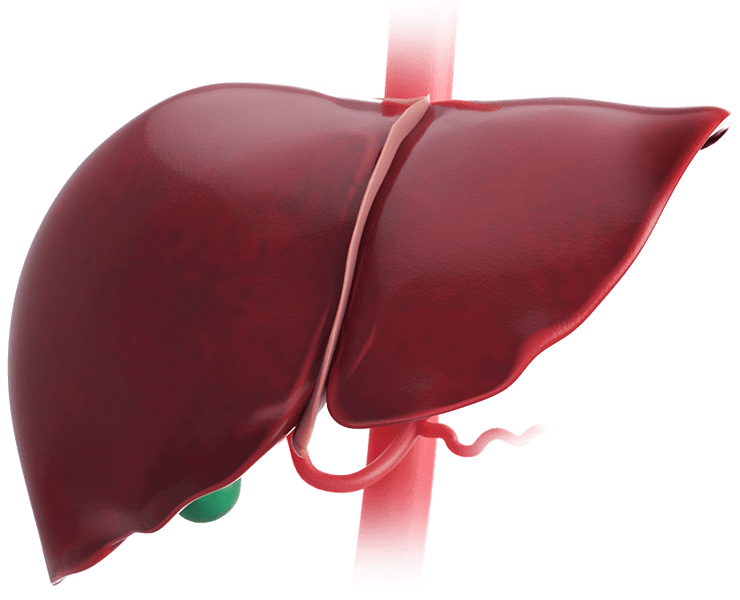 Scientific illustration of the liver, one of the organs TriSalus focuses on.