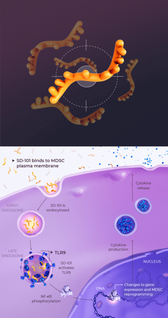 Top: Scientific illustration of TriSalus’ investigational candidate SD-10, a single stranded oligonucleotide-based therapy Scientific illustration of SD-101 Method Of Action: SD-101 binds to a plasma membrane and is endocytosed. In a late endosome, SD-101 binds to and activates TLR9 which initiates a cascade of events through NF-κB phosphorylation. Gene expression changes reprogram MDSCs to produce and release cytokines. Bottom: Scientific illustration of SD-101 Method Of Action: SD-101 binds to a plasma membrane and is endocytosed. In a late endosome, SD-101 binds to and activates TLR9 which initiates a cascade of events through NF-κB phosphorylation. Gene expression changes reprogram MDSCs to produce and release cytokines.