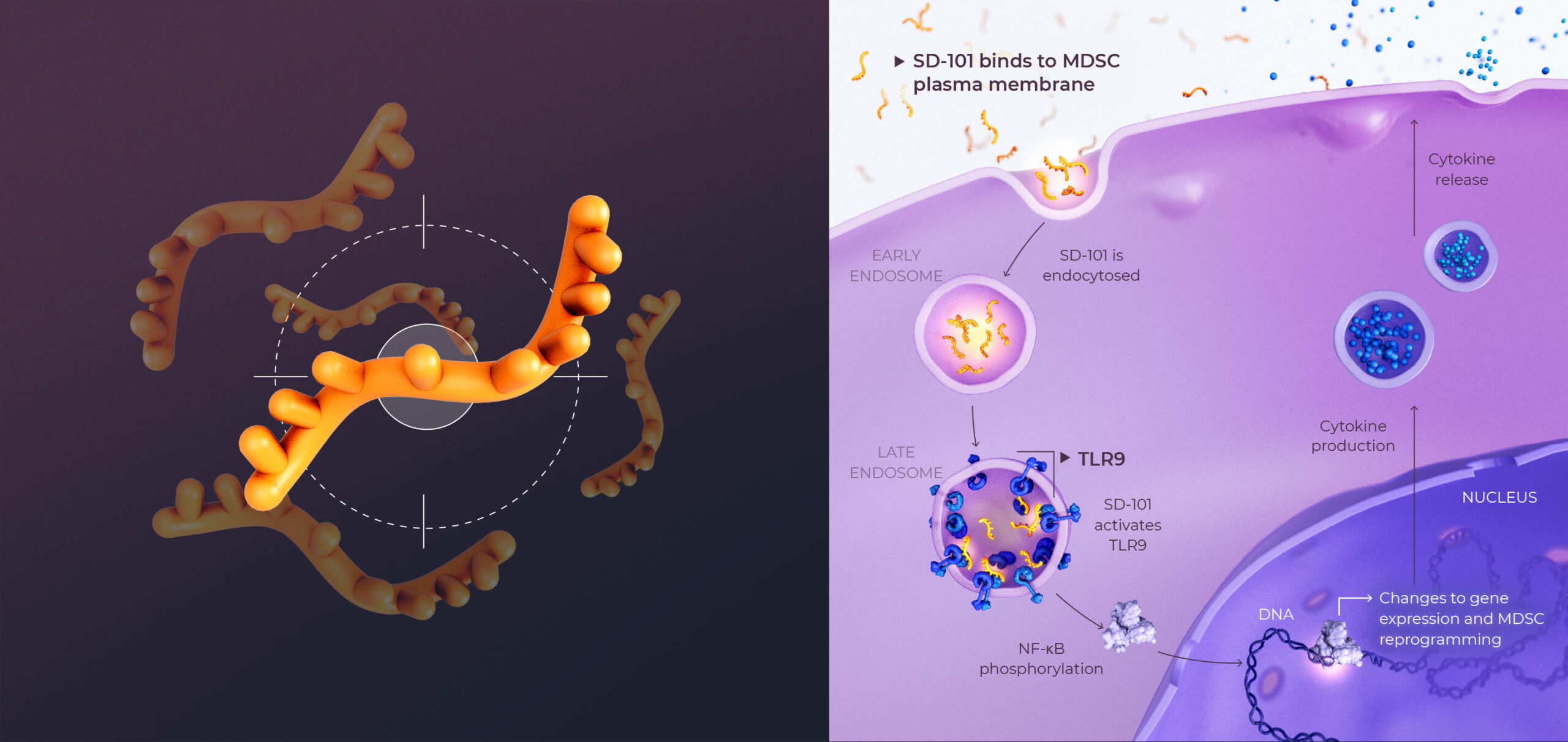 Left: Scientific illustration of TriSalus’ investigational candidate SD-101, a single stranded oligonucleotide-based therapy Right: Scientific illustration of SD-101 Mechanism: SD-101 binds to a plasma membrane and is endocytosed. In a late endosome, SD-101 binds to and activates TLR9 which initiates a cascade of events through NF-κB phosphorylation. Gene expression changes reprogram MDSCs to produce and release cytokines.