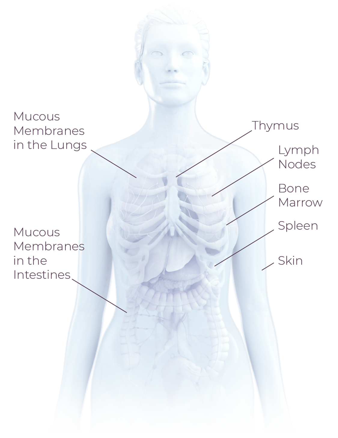 Scientific illustration of the main organs involved in the immune system. Clockwise: thymus, lymph nodes, bone marrow, spleen, skin, mucous membranes in the intestines, mucous membranes in the lungs.