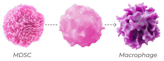 Scientific illustration of a myeloid-derived suppressor cells reprogramming a macrophage.